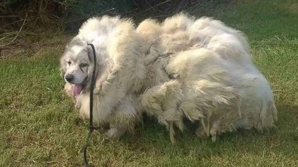 PHOTO: Lazarus, a 7-year-old male Great Pyrenees, was rescued by a dog groomer who shaved 35 pounds of fur off his body.