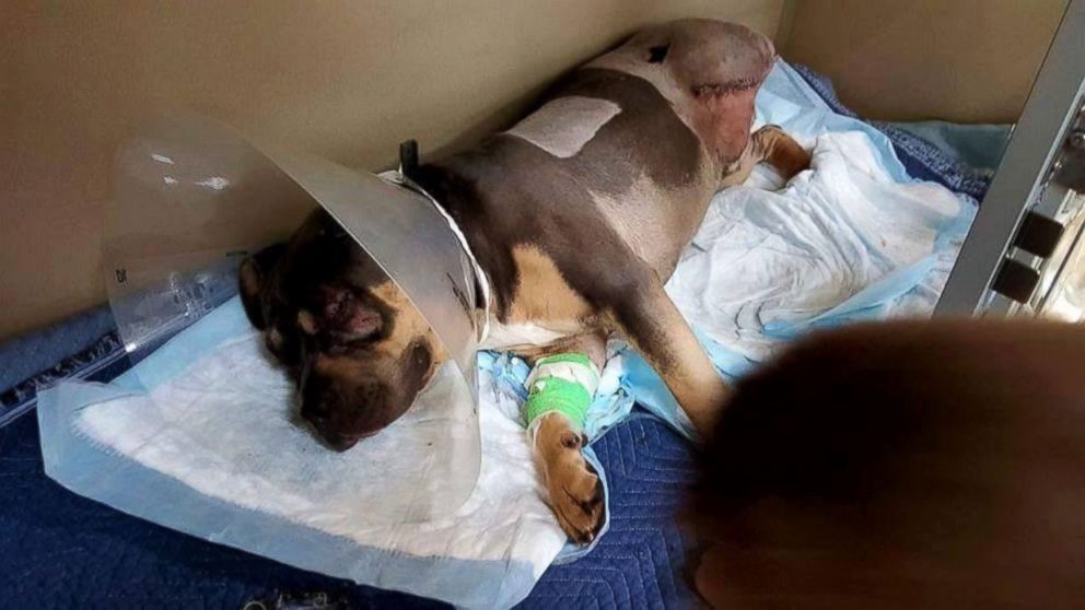 PHOTO: Loki miraculously survived after being hit by 13 trains last Wednesday, Feb. 17, 2016 in Kuna, Idaho. He lost an eye, a leg and his tail.