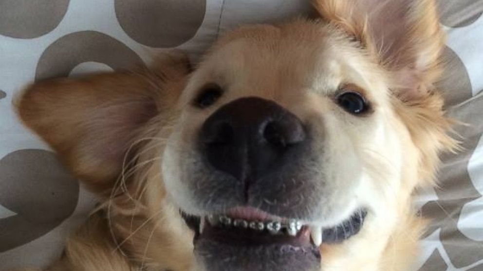 Harborfront Hospital for Animals shared photos on Facebook of a six-month-old Golden Retriever outfitted with braces.