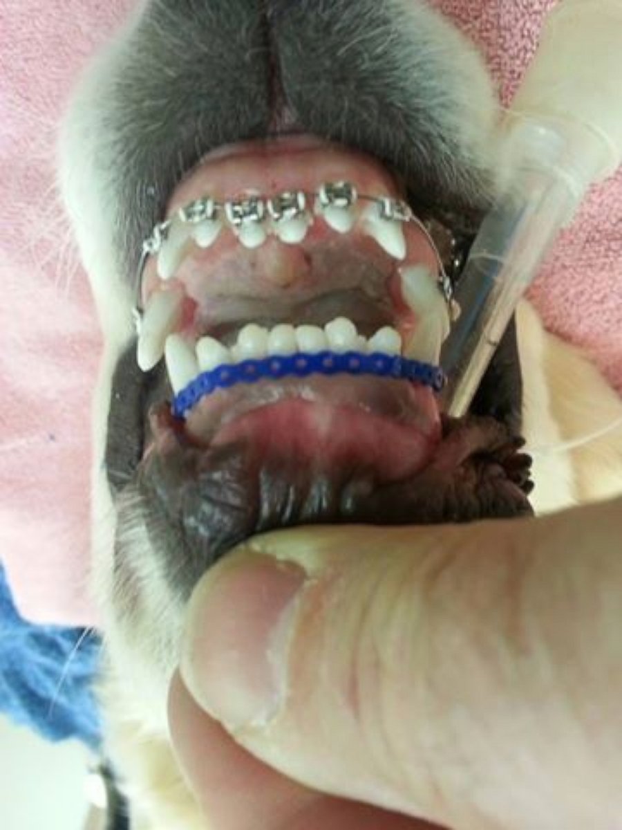 PHOTO: Harborfront Hospital for Animals shared photos on Facebook of a six-month-old Golden Retriever outfitted with braces.