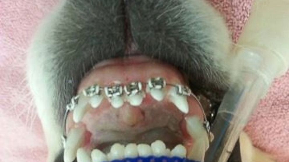 Doggie Dentist Gives A Pooch Braces Abc News