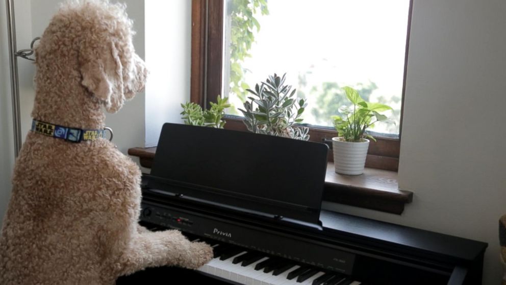 PHOTO: Goldendoodle Instagram Clique: Samson, Hudson, Neptune Love the Dog Days of Summer.
Check out a day in the life of New York City's most "elite clique."