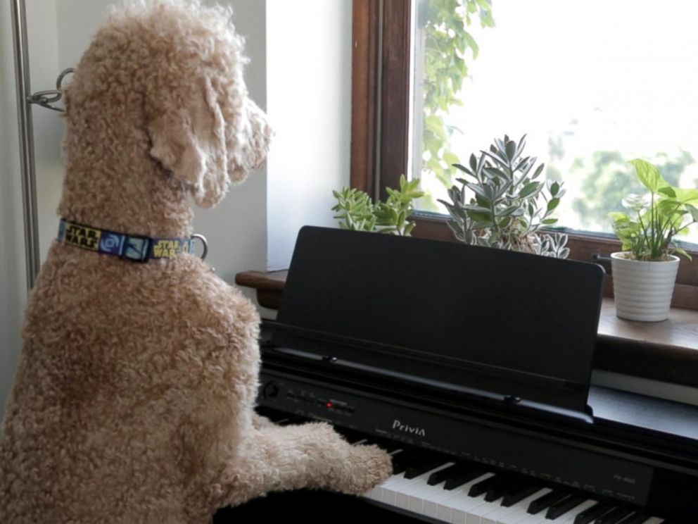 PHOTO: Goldendoodle Instagram Clique: Samson, Hudson, Neptune Love the Dog Days of Summer.
Check out a day in the life of New York Citys most elite clique.