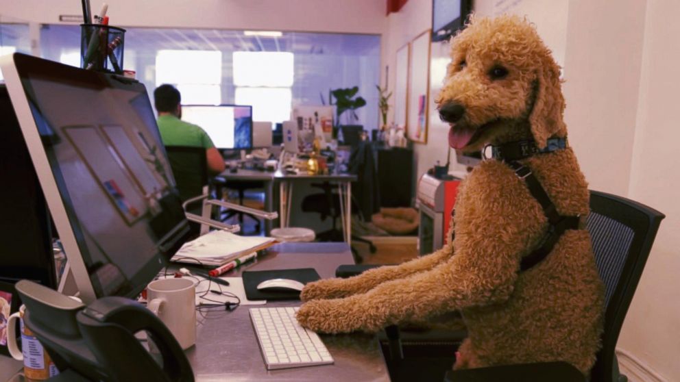 PHOTO: Goldendoodle Instagram Clique: Samson, Hudson, Neptune Love the Dog Days of Summer.
Check out a day in the life of New York City's most "elite clique."