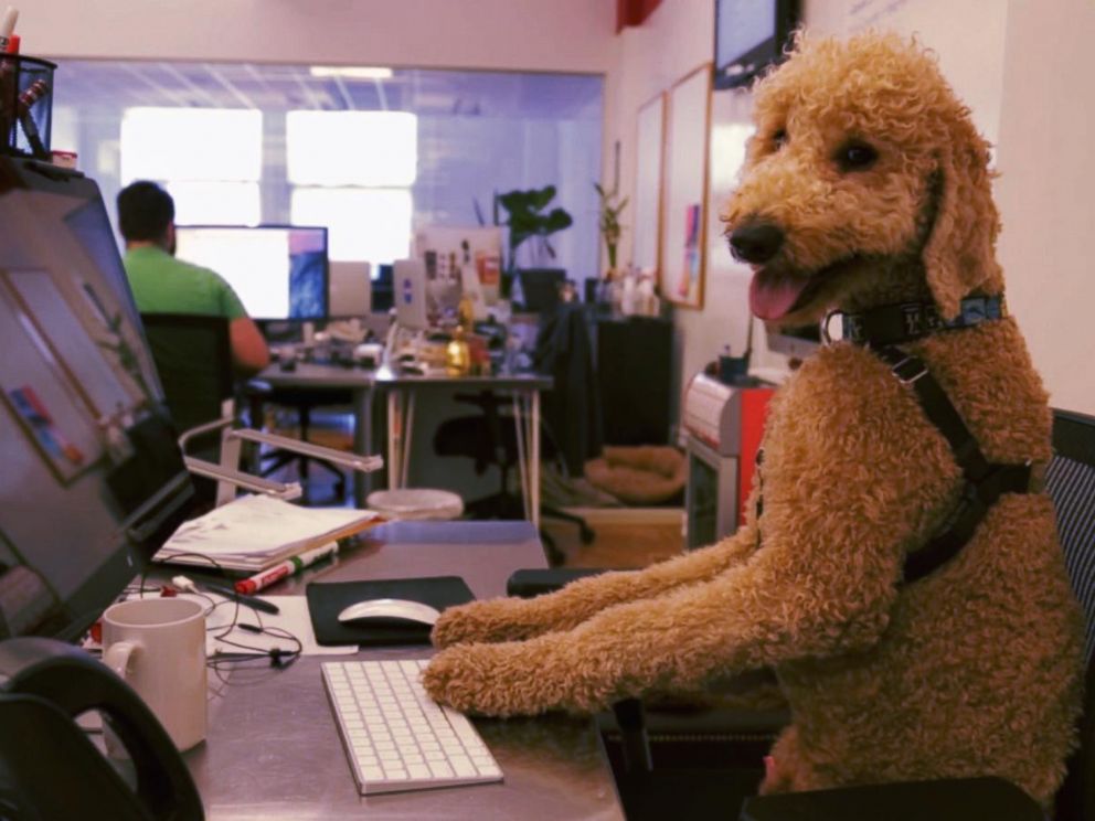 PHOTO: Goldendoodle Instagram Clique: Samson, Hudson, Neptune Love the Dog Days of Summer.
Check out a day in the life of New York Citys most elite clique.