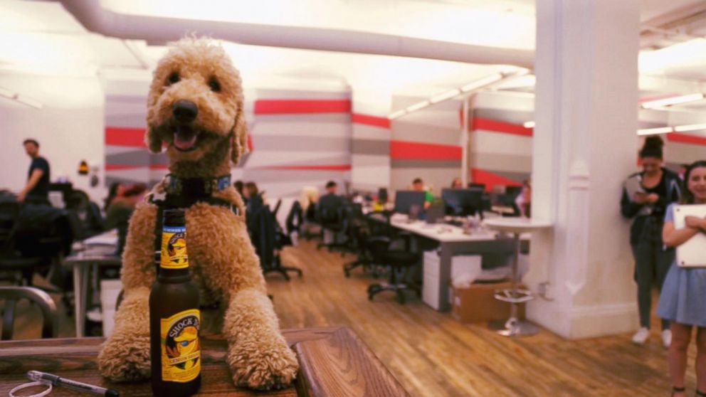 PHOTO: Instagram’s Most ‘Elite’ Goldendoodle Clique Go to Happy Hour