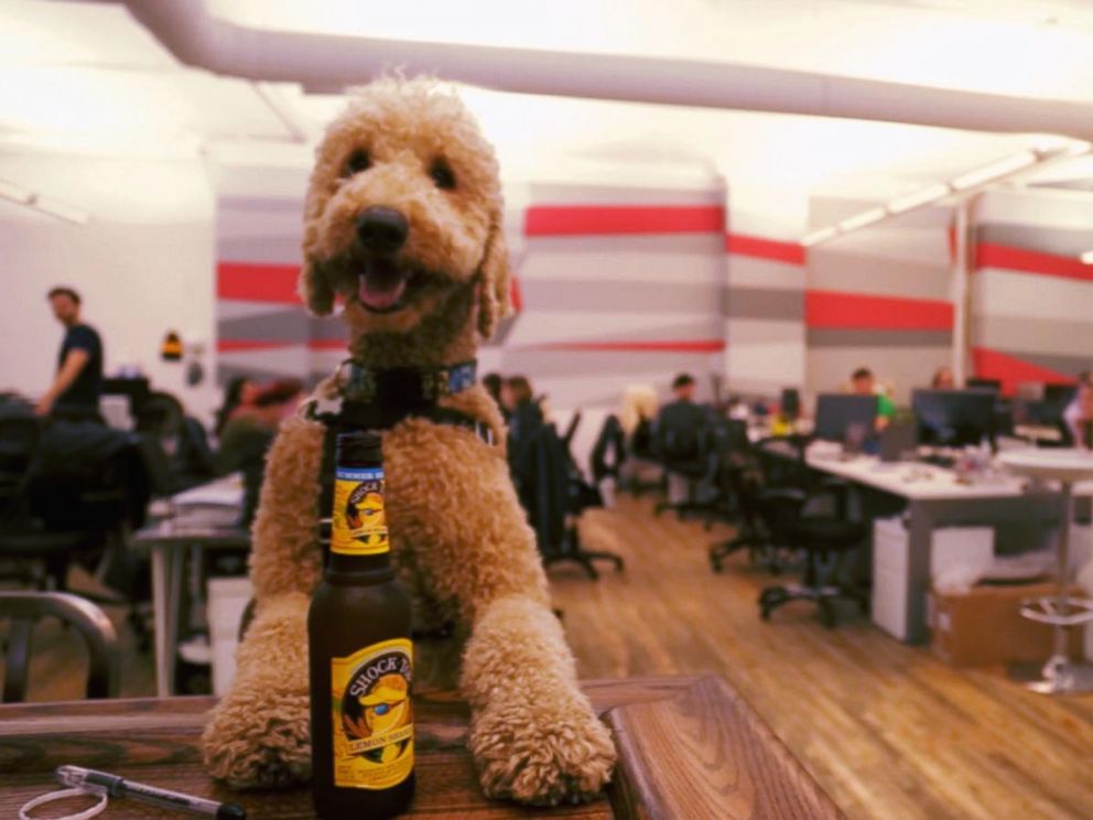 PHOTO: Instagram’s Most ‘Elite’ Goldendoodle Clique Go to Happy Hour