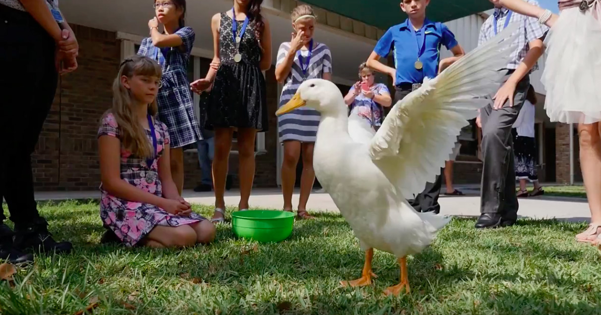 PHOTO: Sergio the duck, pictured here, is a beloved class pet in Jana Gabrielski's sixth grade class at Suntree Elementary School in Melbourne, Fla. 