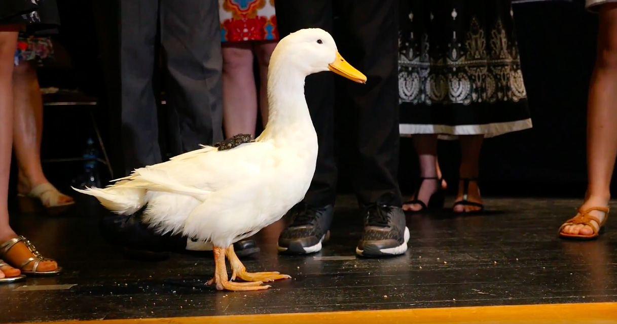 PHOTO: Sergio the duck, pictured here, is a beloved class pet in Jana Gabrielski's sixth grade class at Suntree Elementary School in Melbourne, Fla. 