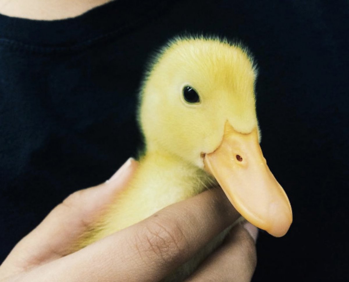 PHOTO: Sergio the duck, pictured here, is a beloved class pet in Jana Gabrielski's sixth grade class at Suntree Elementary School in Melbourne, Fla. 