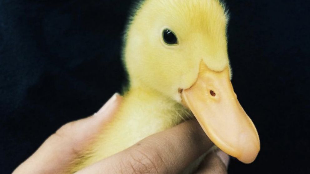 PHOTO: Sergio the duck, pictured here, is a beloved class pet in Jana Gabrielski's sixth grade class at Suntree Elementary School in Melbourne, Fla. 