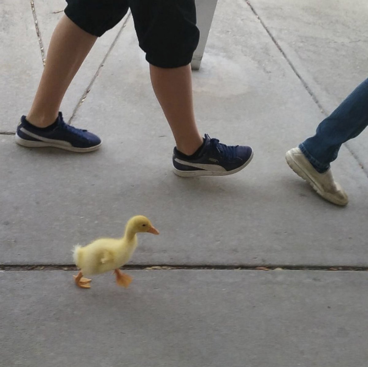 PHOTO: Sergio the duck, pictured here, is a beloved class pet in Jana Gabrielski's sixth grade class at Suntree Elementary School in Melbourne, Fla. 