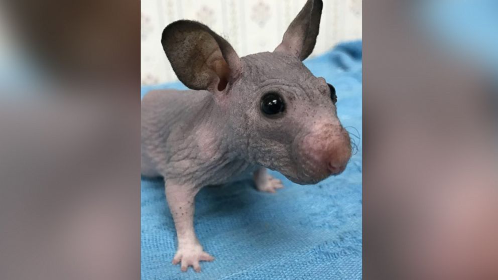 PHOTO:Silky the hairless hamster is pictured here without her sweater.  