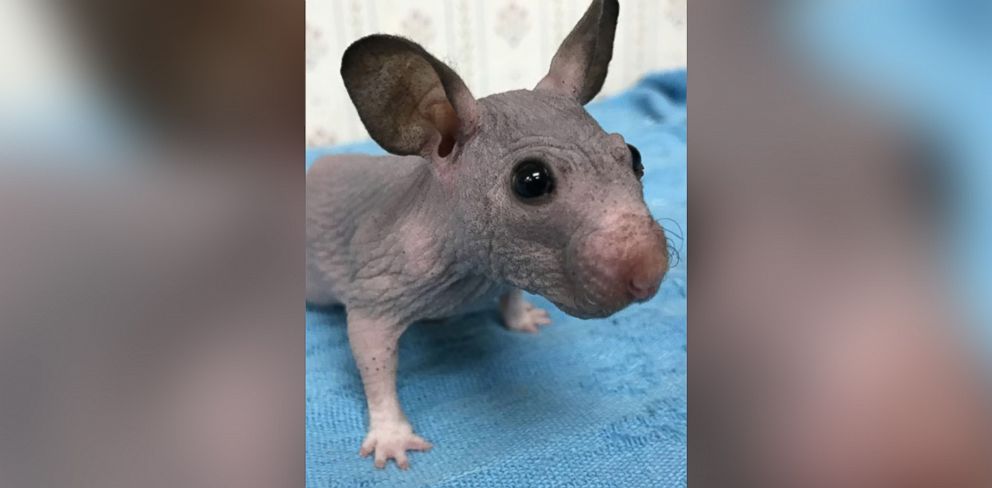 PHOTO:Silky the hairless hamster is pictured here without her sweater.  