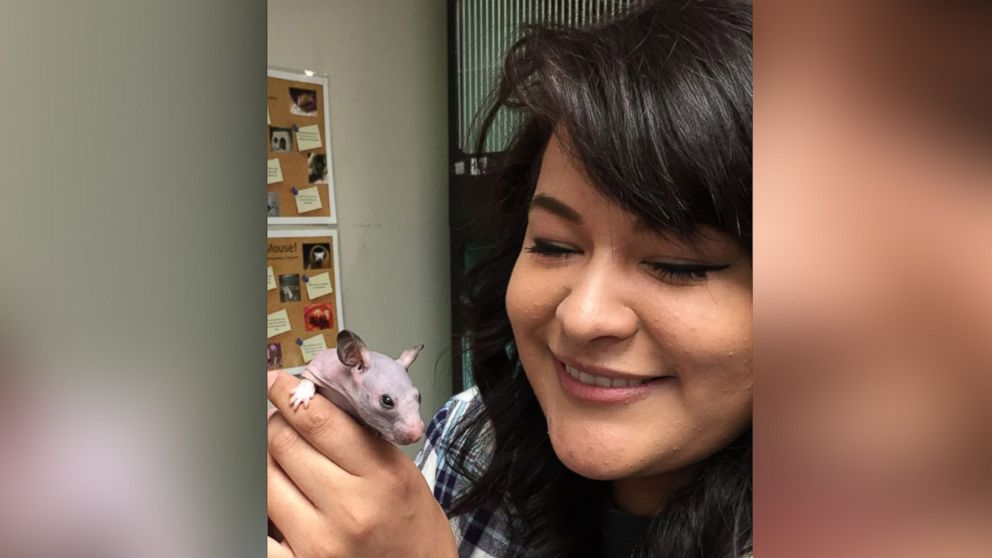 PHOTO: Selene Mejia, an animal care technician with the Oregon Humane Society in the city of Portland, holding Silky the hairless hamster.