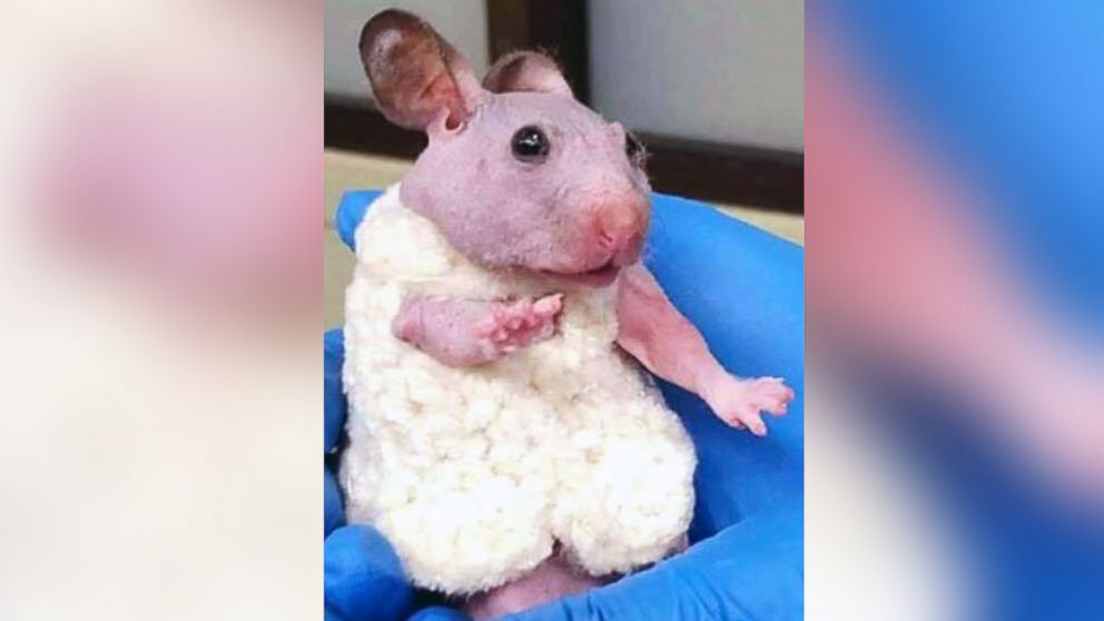 PHOTO:Selene Mejia, an animal care technician with the Oregon Humane Society in the city of Portland, crocheted a tiny sweater for Silky the hairless hamster.  