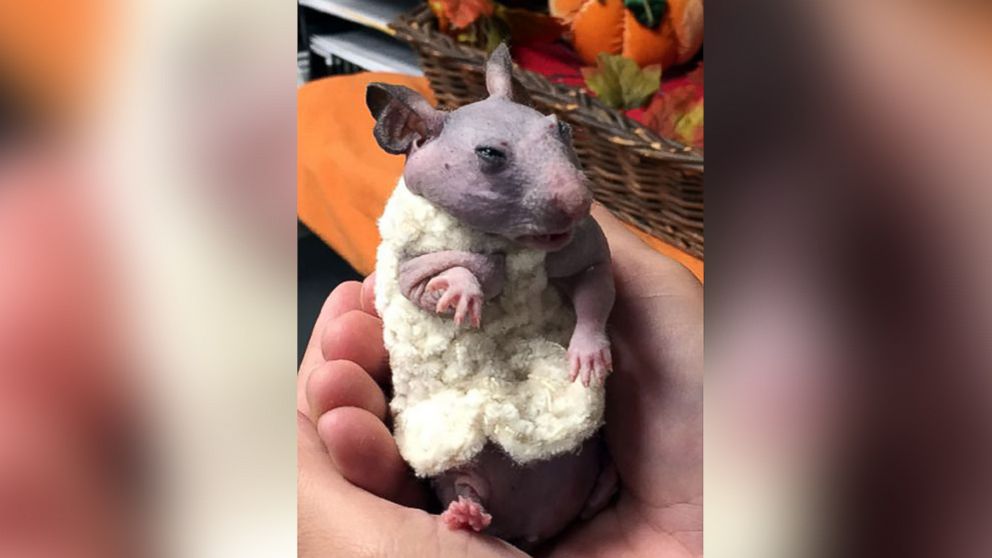 PHOTO:Selene Mejia, an animal care technician with the Oregon Humane Society in the city of Portland, crocheted a tiny sweater for Silky the hairless hamster. 