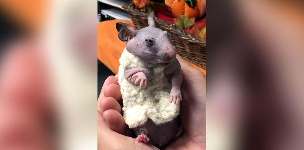 PHOTO:Selene Mejia, an animal care technician with the Oregon Humane Society in the city of Portland, crocheted a tiny sweater for Silky the hairless hamster. 