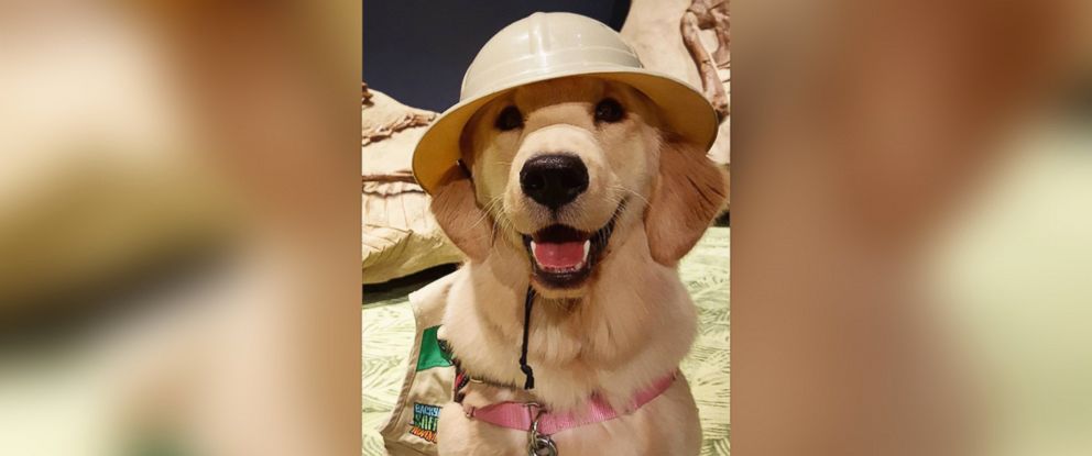 This Service Dog in Training Is Amazing Social Media Users