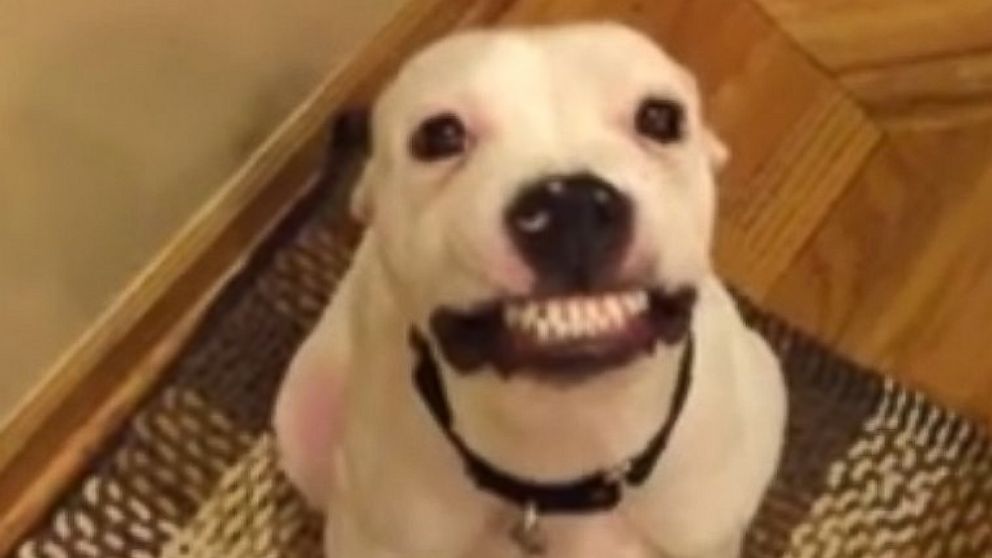 dog teeth smile