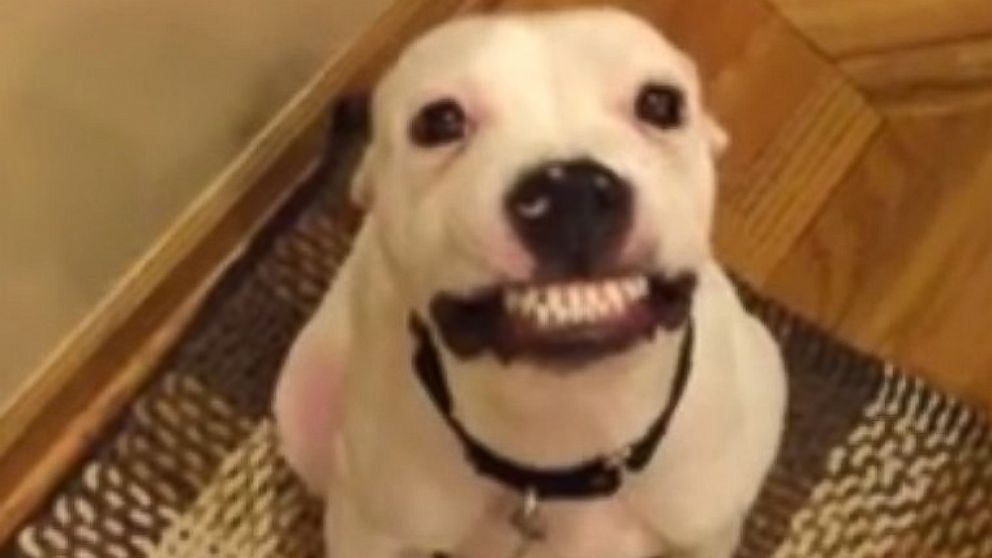 do dogs like when you smile at them