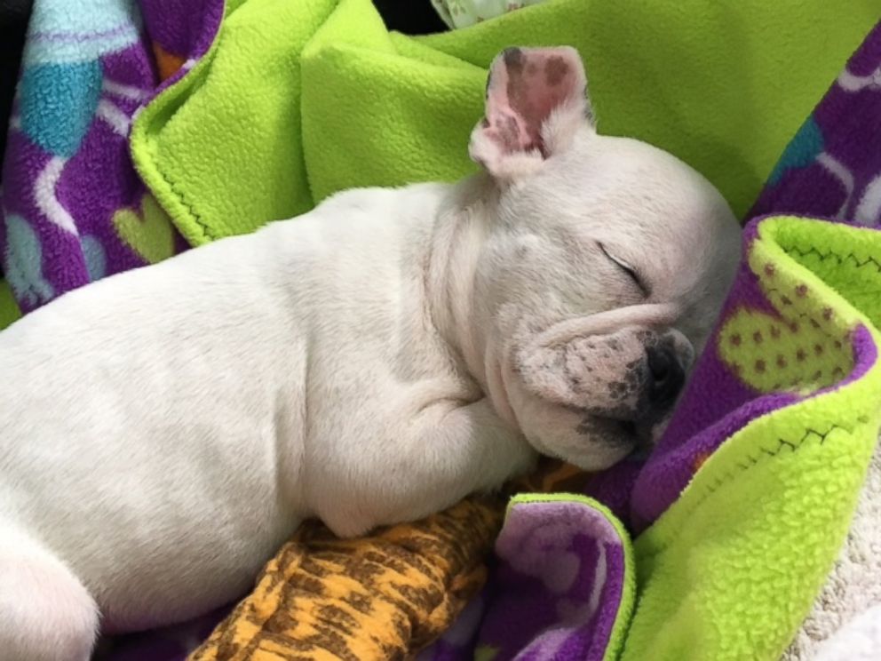 PHOTO: Ten-week-old French Bull Dog, Herbie, suffers from hydrocephalus.