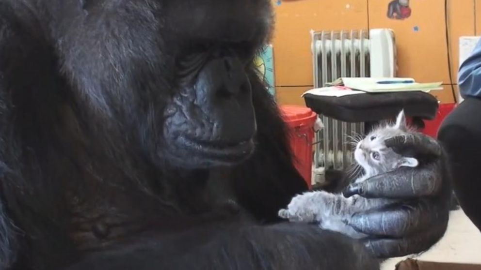 Koko The Gorilla Adopts Two Kittens To Raise As Her Own Abc News