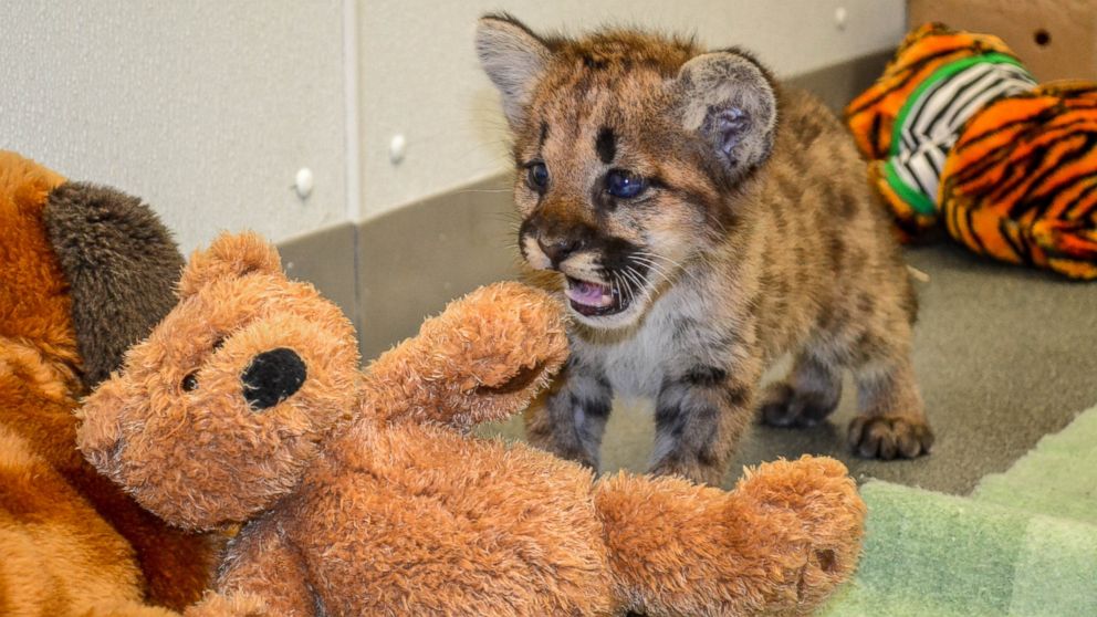 Lion Cub Found On Front Porch Finds New Home 2,500 Miles Away
