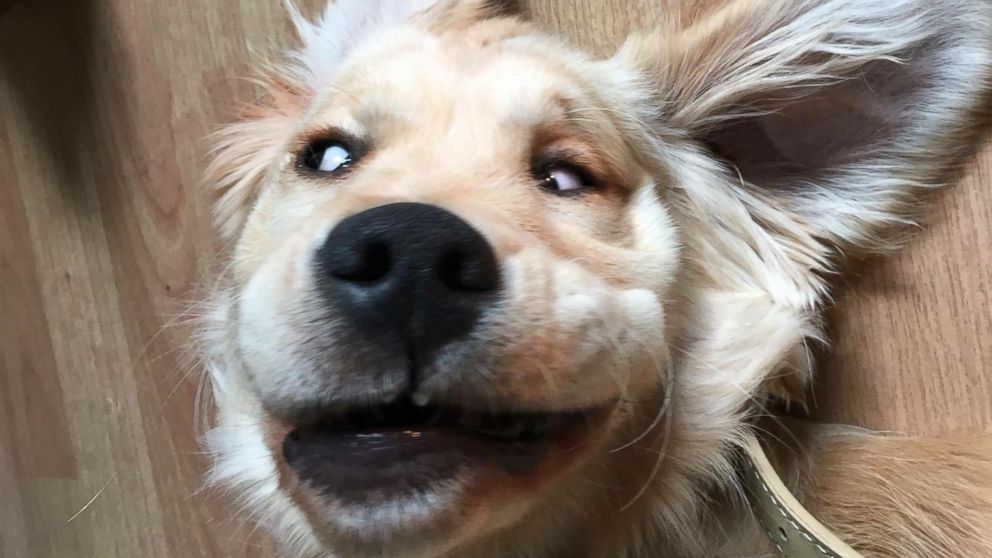 Luna, the golden retriever, went viral on Reddit thanks to her not so photogenic snap.