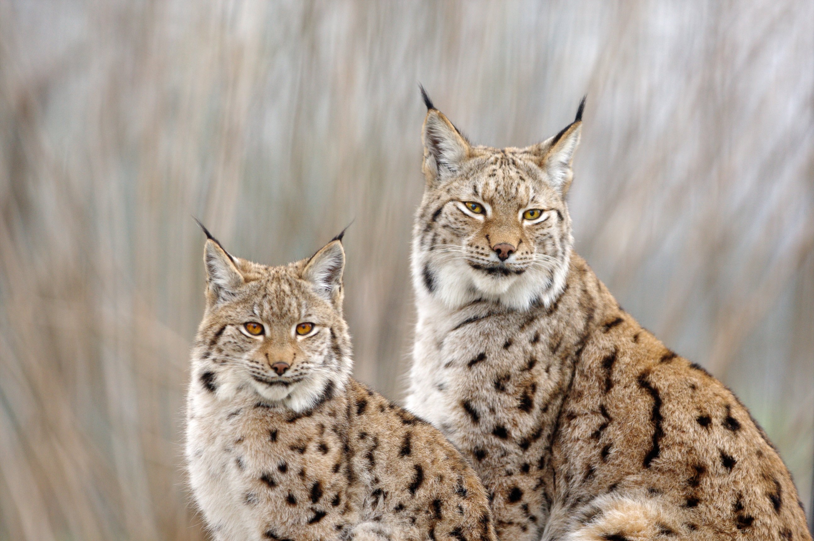 Замена рыси. Обыкновенная Рысь Lynx Lynx. Рысь европейская обыкновенная. Евроазиатская (обыкновенная) Рысь. Amr Рысь.
