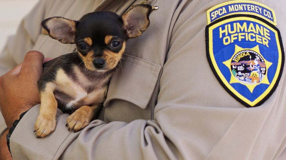 Pierre the chihuahua was surrendered to the SPCA on July 19.                               