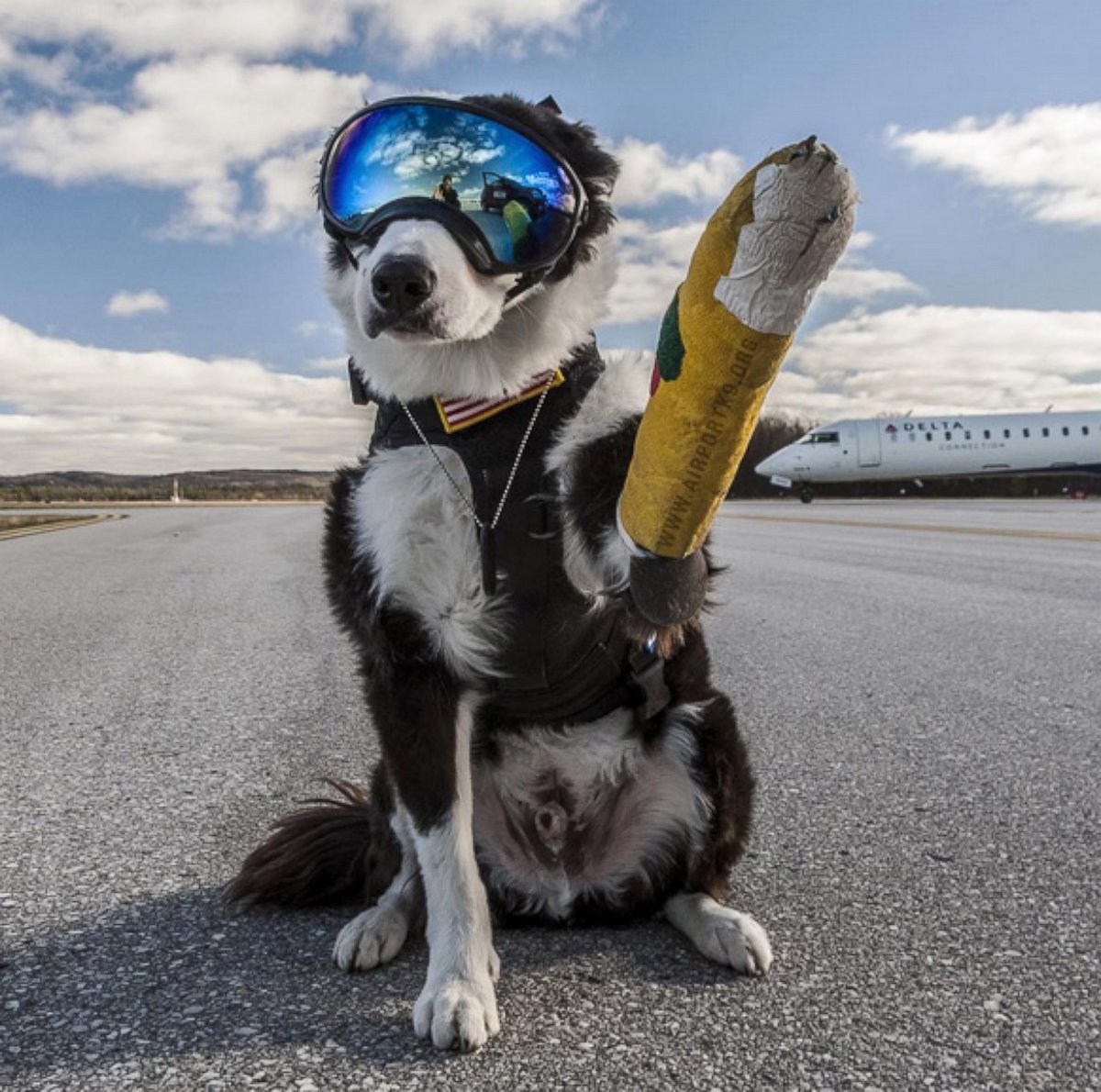 PHOTO: Piper is an 8-year-old Border Collie who volunteers at the Cherry Capital Airport in Traverse City, Michigan. For about a year now, Piper has been helping chase wildlife off the runways and taxiways at the airport.