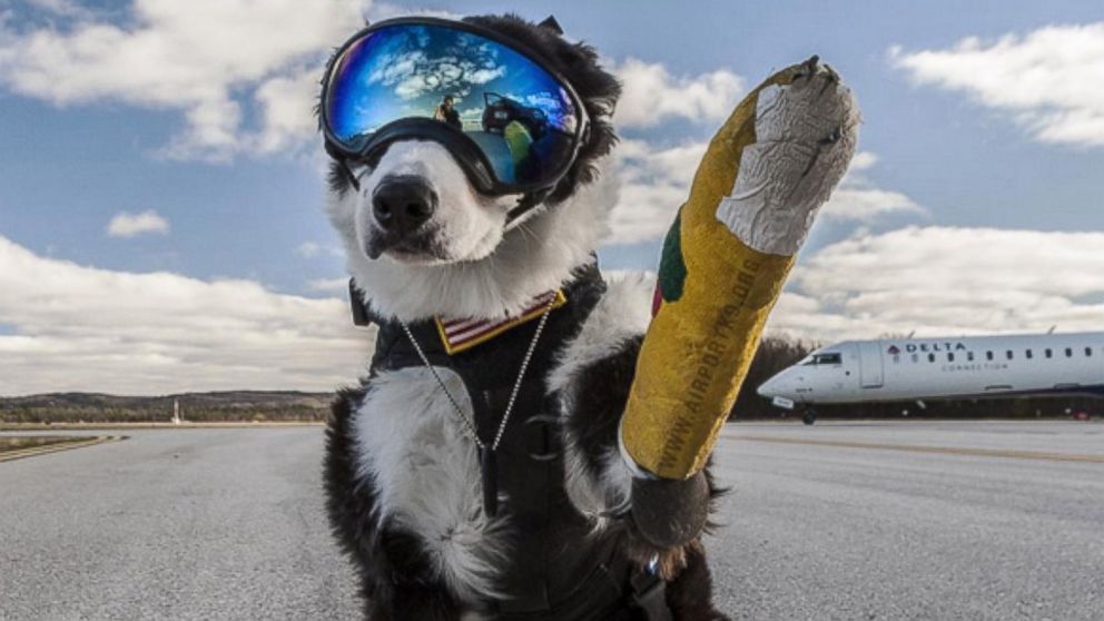 PHOTO: Piper is an 8-year-old Border Collie who volunteers at the Cherry Capital Airport in Traverse City, Michigan. For about a year now, Piper has been helping chase wildlife off the runways and taxiways at the airport.