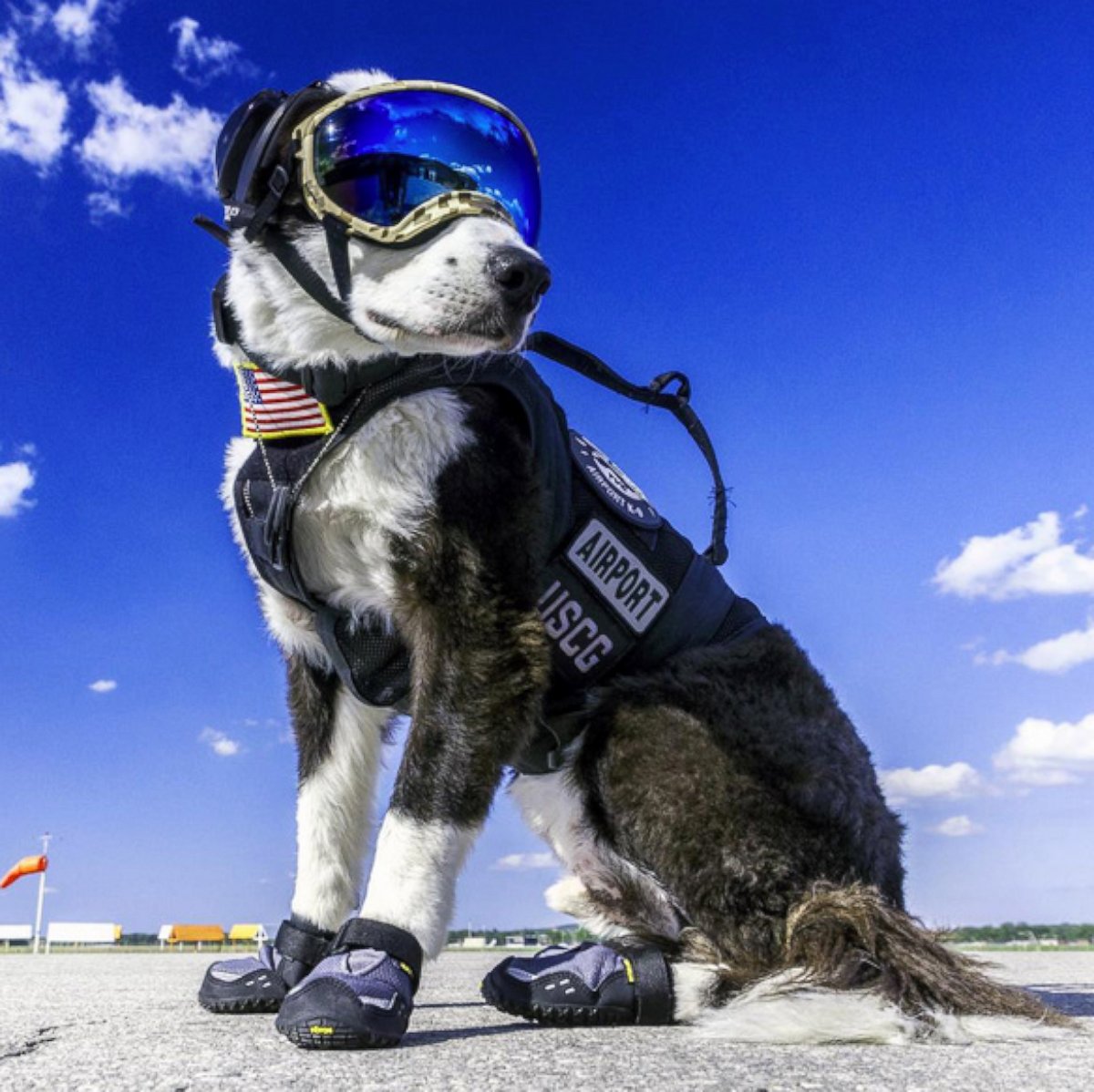 PHOTO: Piper is an 8-year-old Border Collie who volunteers at the Cherry Capital Airport in Traverse City, Michigan. For about a year now, Piper has been helping chase wildlife off the runways and taxiways at the airport.