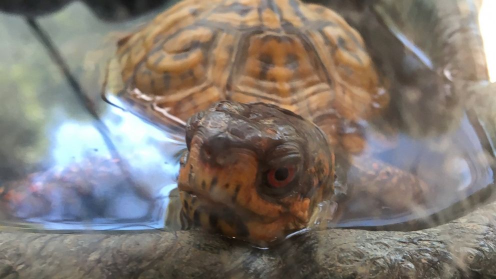 Pokey, an Eastern box turtle, lives at the Rock Creek Park Nature Center and Planetarium in Washington, D.C.. National Park Service staff call him their local celebrity.