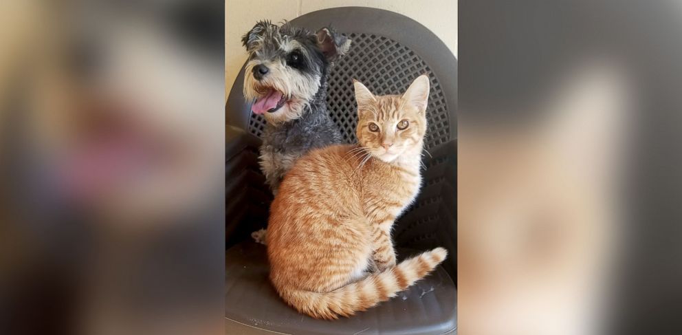 PHOTO:  The Chula Vista Animal Care Facility in California said a cat named Romeo and a dog named Juliet who came the their shelter on Sept. 29, 2016, are "an inseparable pair." 