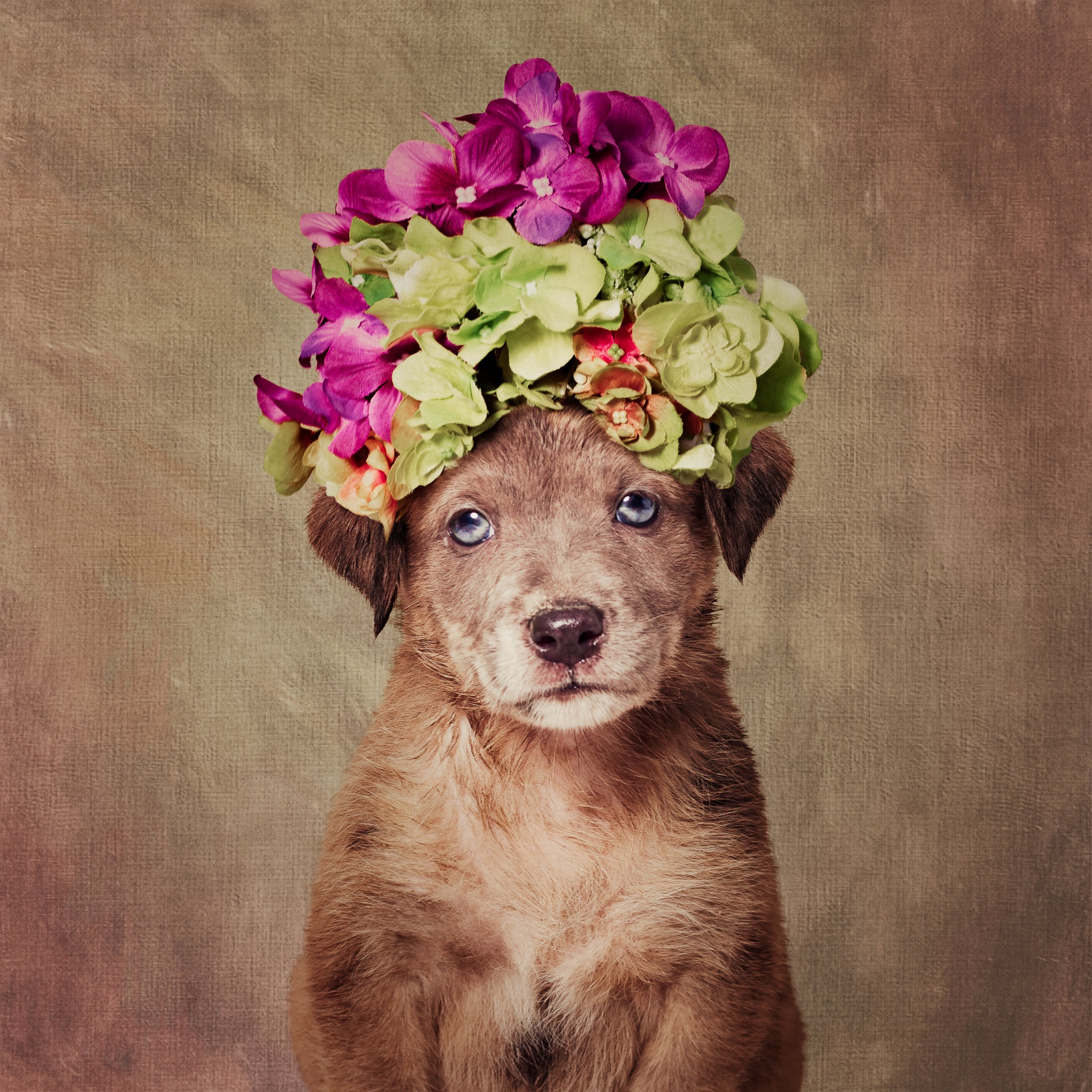 PHOTO: For her Shelter Pets Project, photographer Tammy Swarek is taking these portrait shots of dogs to help them find homes.