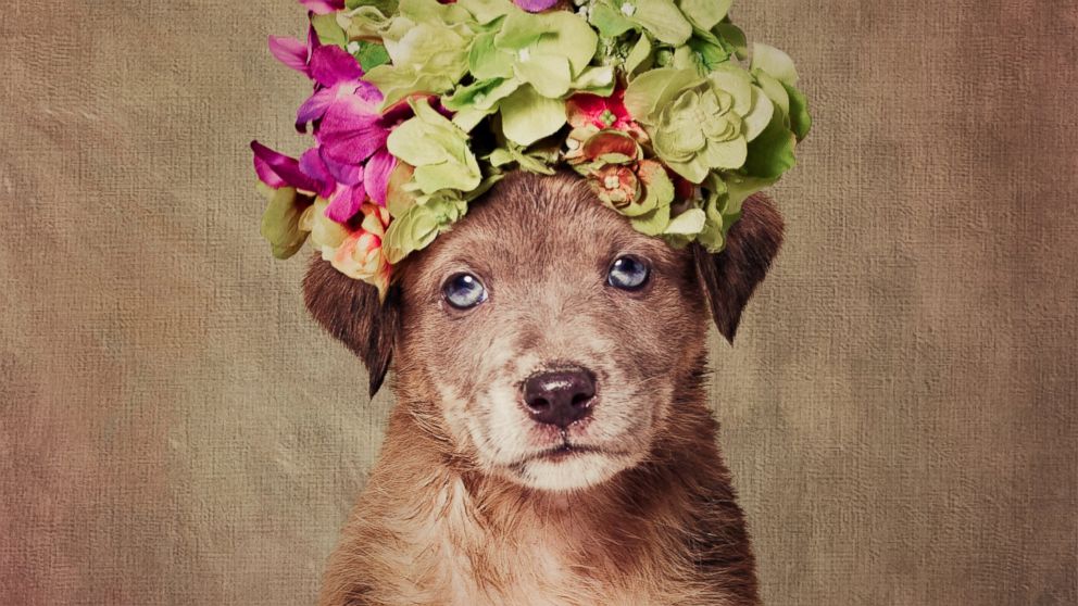 PHOTO: For her Shelter Pets Project, photographer Tammy Swarek is taking these portrait shots of dogs to help them find homes.