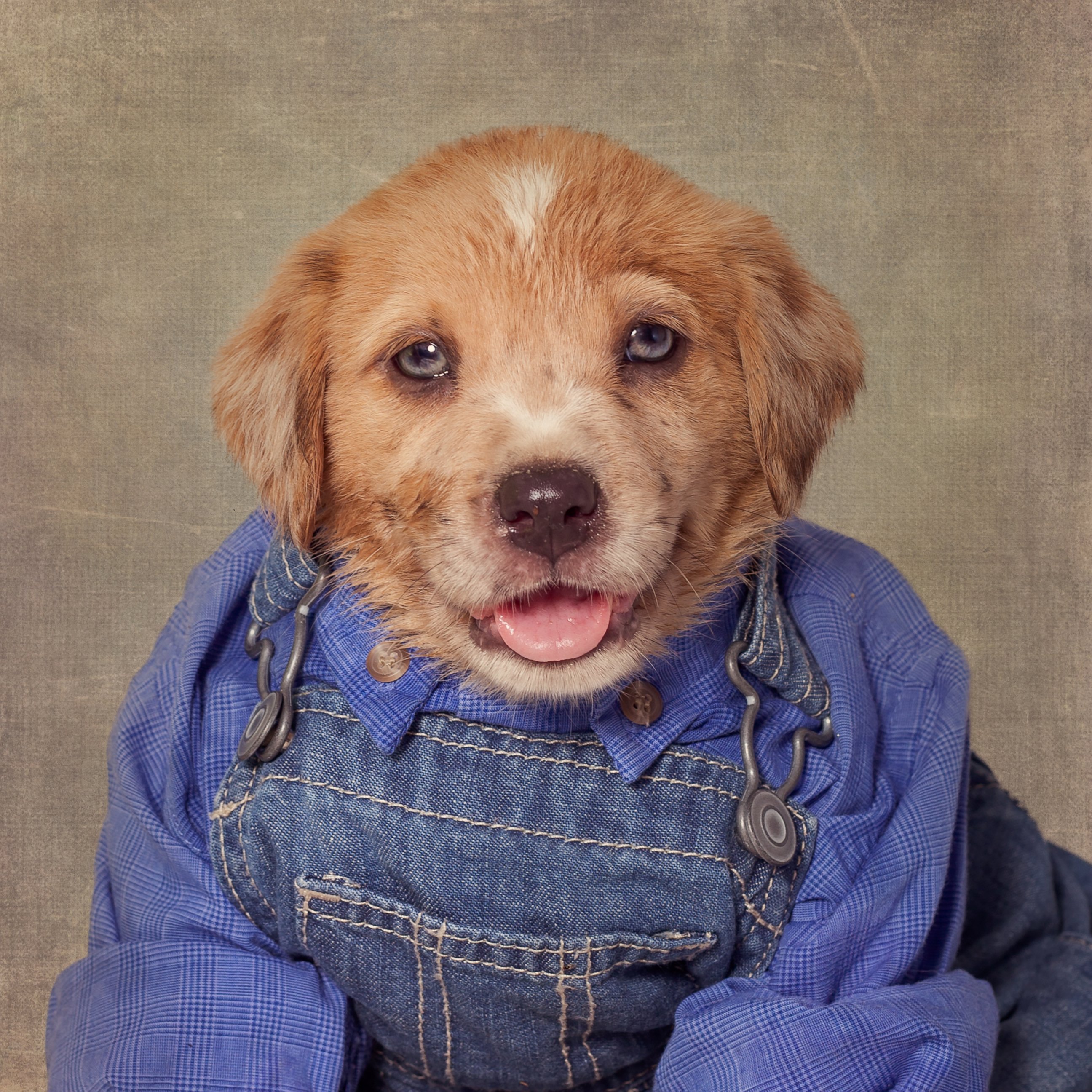 PHOTO: For her Shelter Pets Project, photographer Tammy Swarek is taking these portrait shots of dogs to help them find homes.