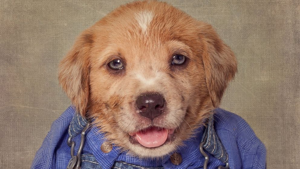 PHOTO: For her Shelter Pets Project, photographer Tammy Swarek is taking these portrait shots of dogs to help them find homes.