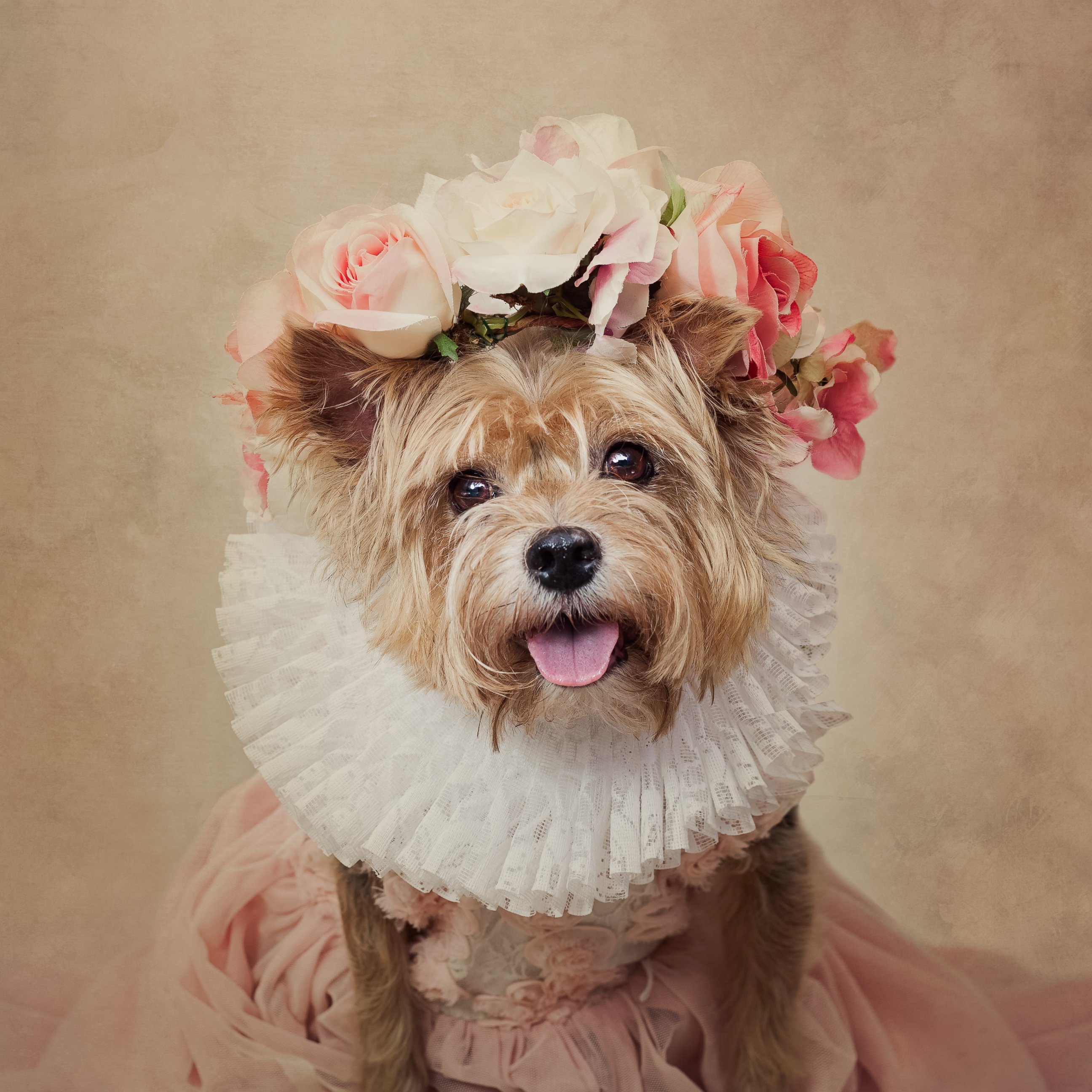 PHOTO: For her Shelter Pets Project, photographer Tammy Swarek is taking these portrait shots of dogs to help them find homes.
