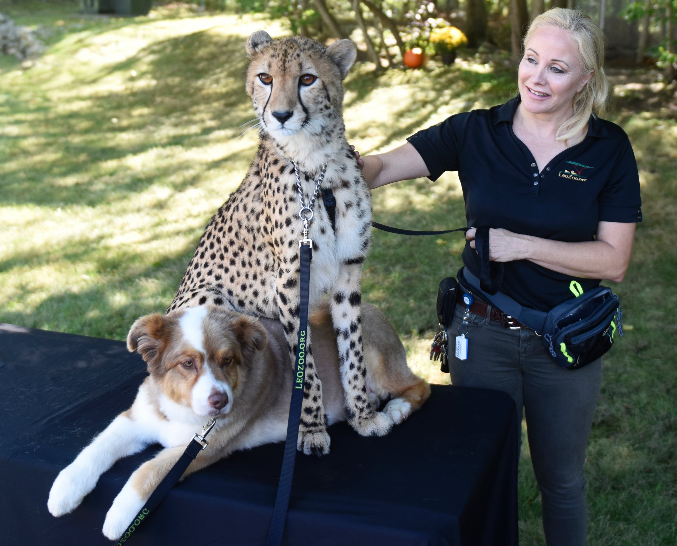 PHOTO: Adaeze the cheetah and Odie the Australian Shepard are working together to bring awareness to threatened species.