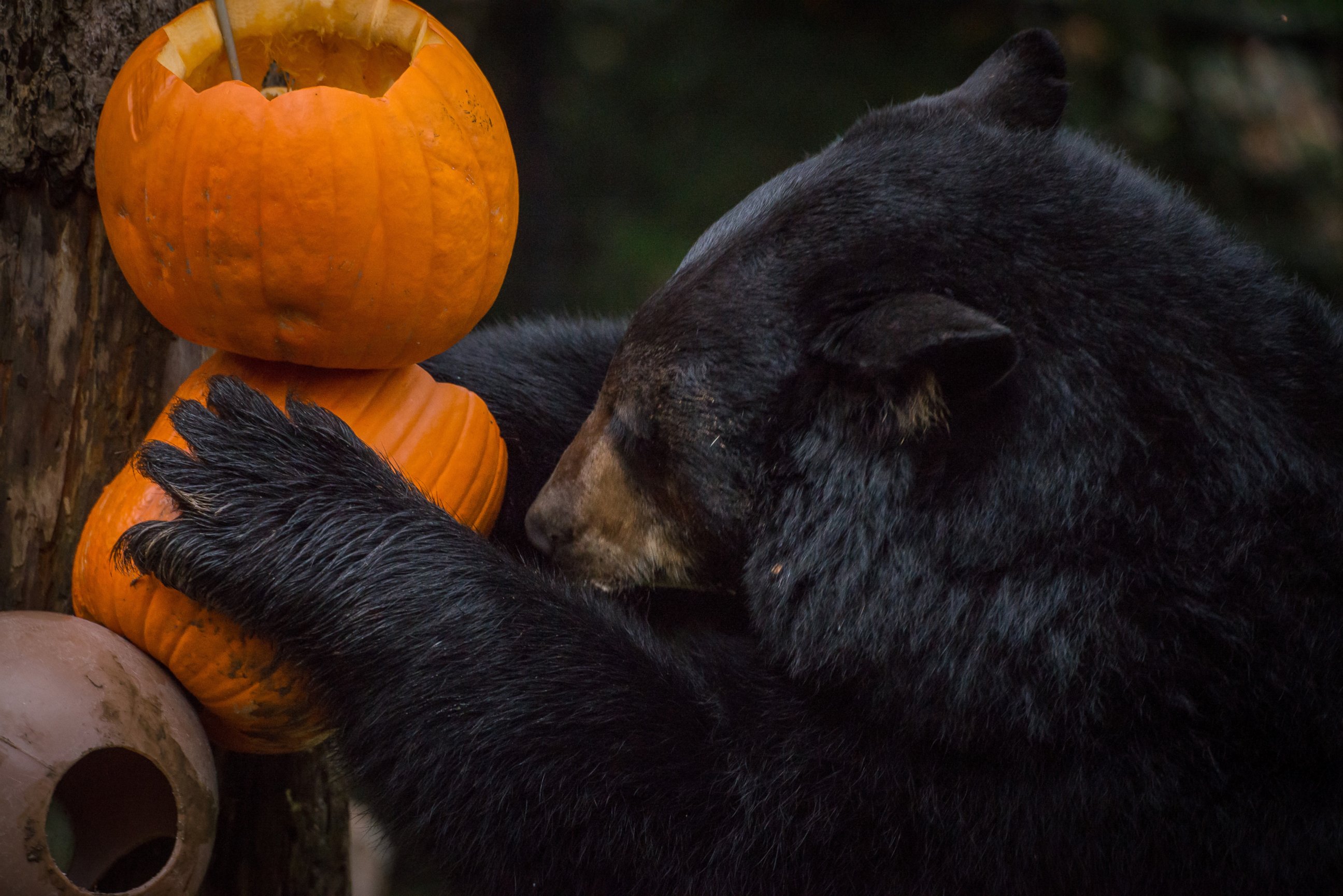 PHOTO: Animals at the Oregon Zoo enjoy carved pumpkins as part of the zoo's Halloween festivities. 