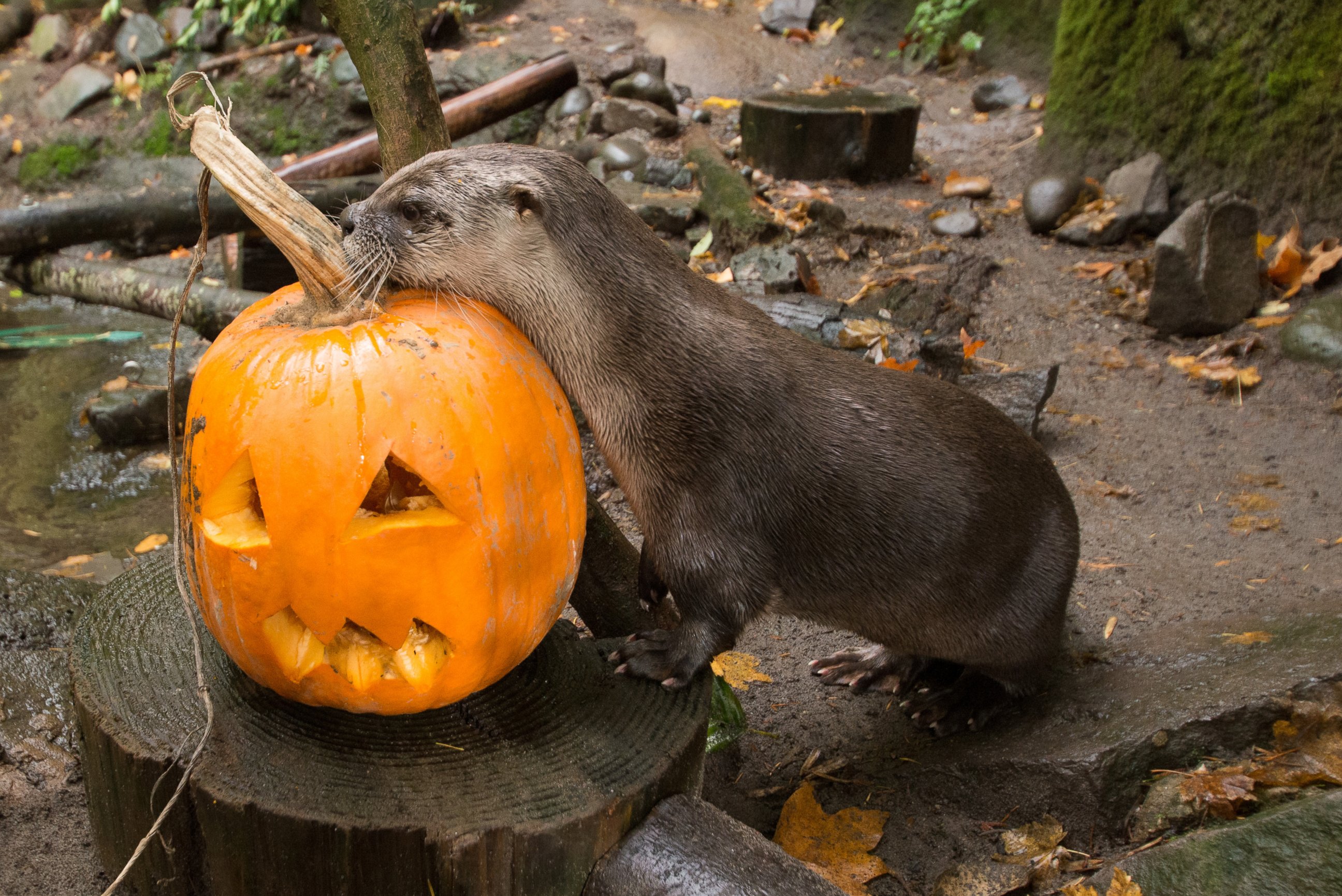 PHOTO: Animals at the Oregon Zoo enjoy carved pumpkins as part of the zoo's Halloween festivities. 