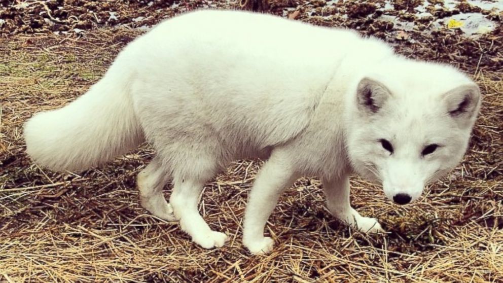 PHOTO: Archer the Arctic fox is seen here in a photo posted to Instagram by her owner Kristina Shafer.