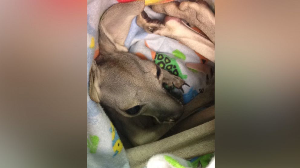 PHOTO: A 4-month-old kangaroo named Joey was adopted by a zookeeper after its mother died unexpectedly about a week ago at the Chahinkapa Zoo in North Dakota. 