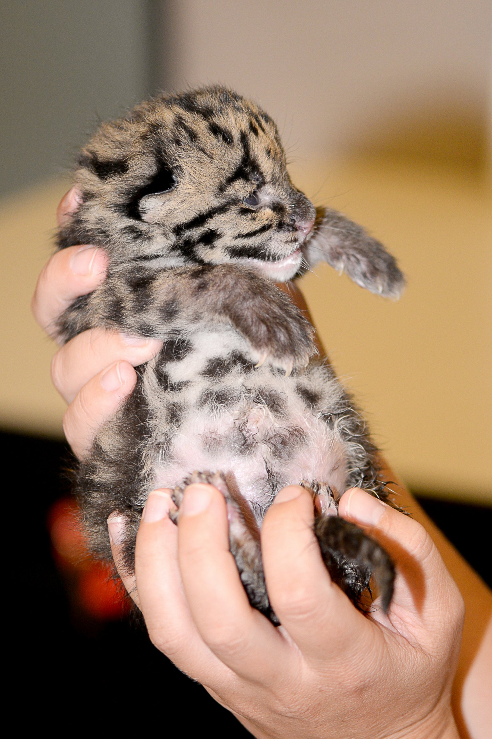 PHOTO: An endangered clouded leopard gave birth to a single male kitten on March 7, 2015, at Tampa's Lowry Park Zoo. 