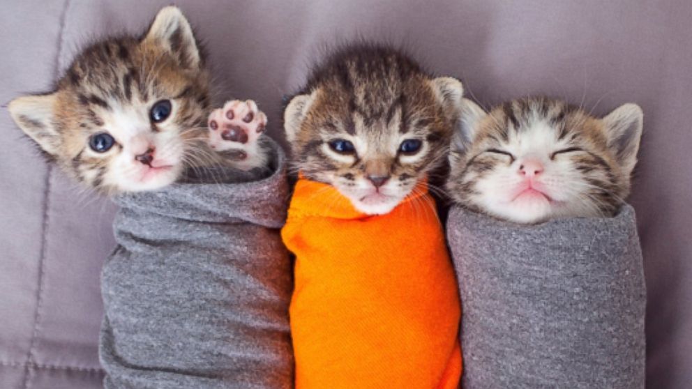 These adorable kittens wrapped in material raise awareness for 'no-kill' animal shelters in Kanab, Utah. Utah-based Best Friends Animal Society wanted to spread the word about kitten season so enlisted the help of what they have dubbed 'purritos.'