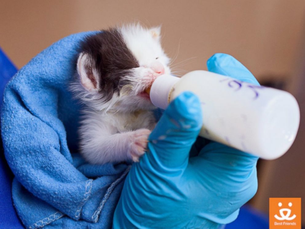 PHOTO: These adorable kittens wrapped in material raise awareness for 'no-kill' animal shelter in Kanab, Utah. 