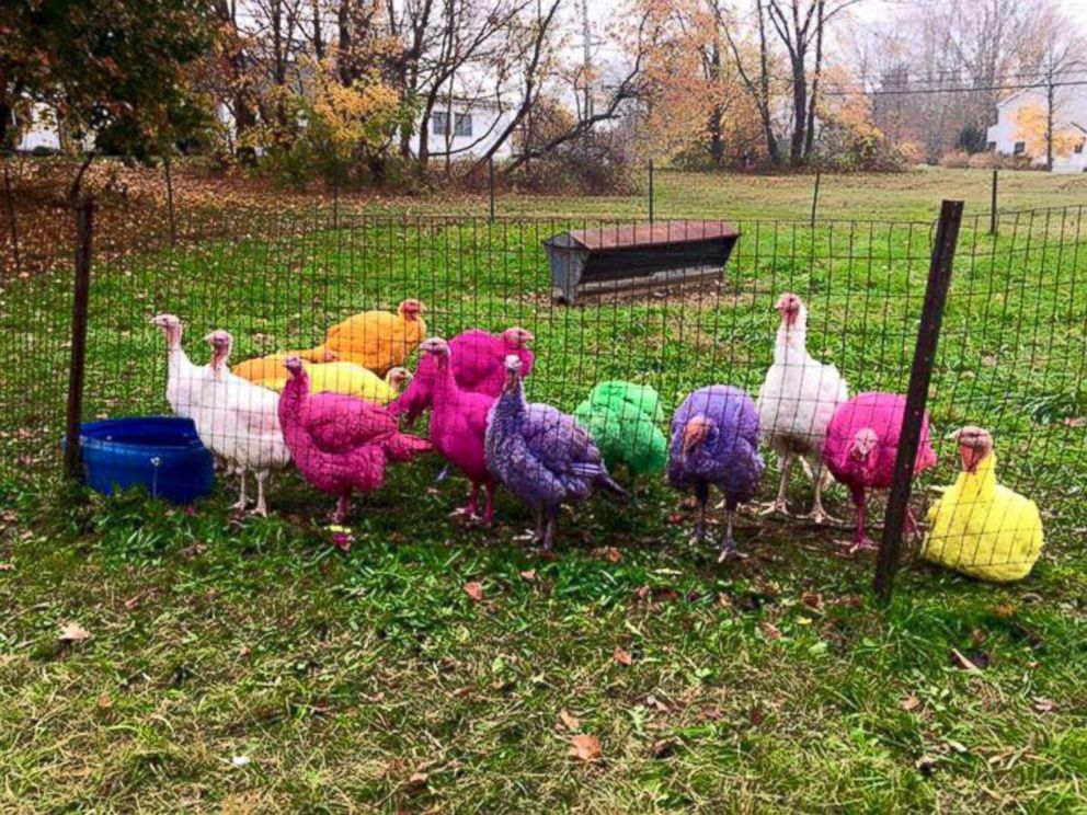 Colored Turkeys the Hit of Connecticut Turkey Farm ABC News